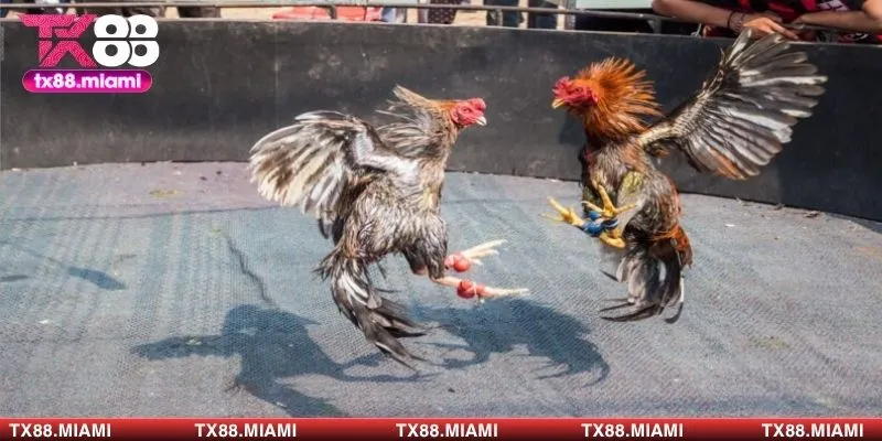 Đá gà cựa sắt loại hình giải trí hấp dẫn tại TX88 