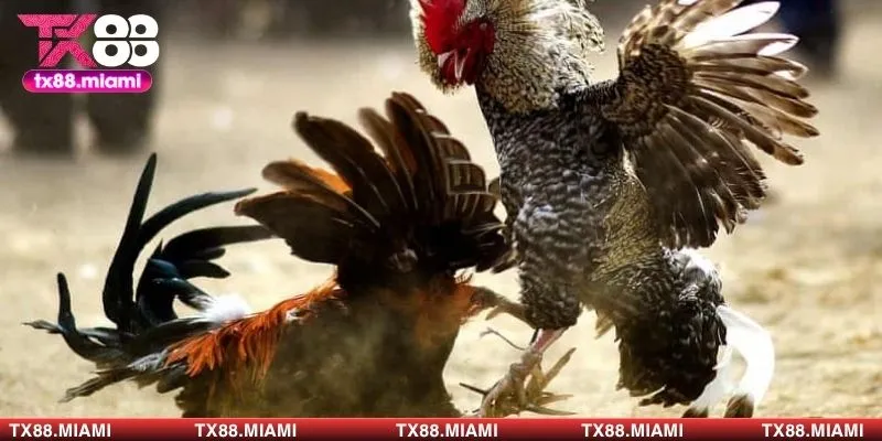 Đấu thủ có vảy đặc thù thường mang sức mạnh chiến đấu tốt hơn 