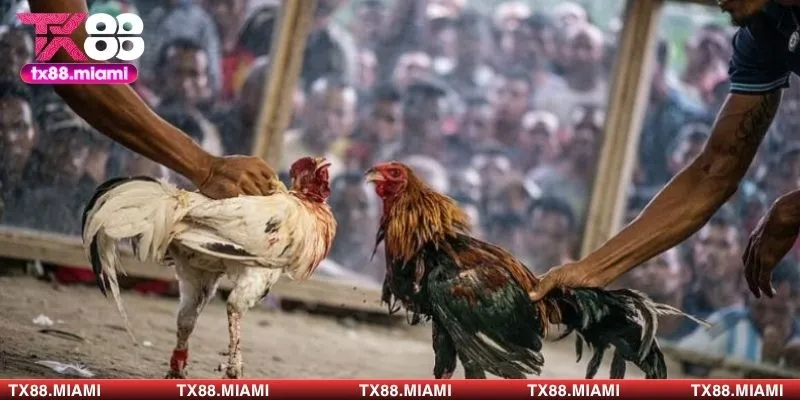 Luật chơi cụ thể cần nắm 